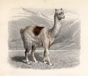 Le lama, gravé par E. Ramus